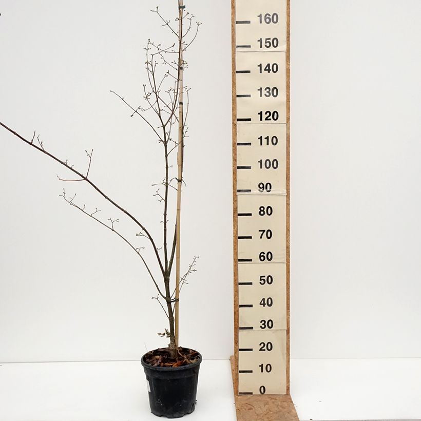 Ejemplar de Cornejo macho Florianka - Cornus mas Maceta 7,5L/10L entregado en otoño