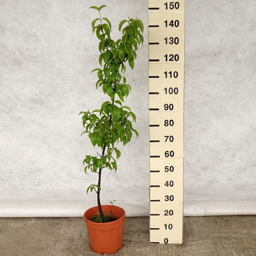 Cornejo macho Kasanlak - Cornus mas Maceta 7,5L/10L Ejemplar entregado en la primavera