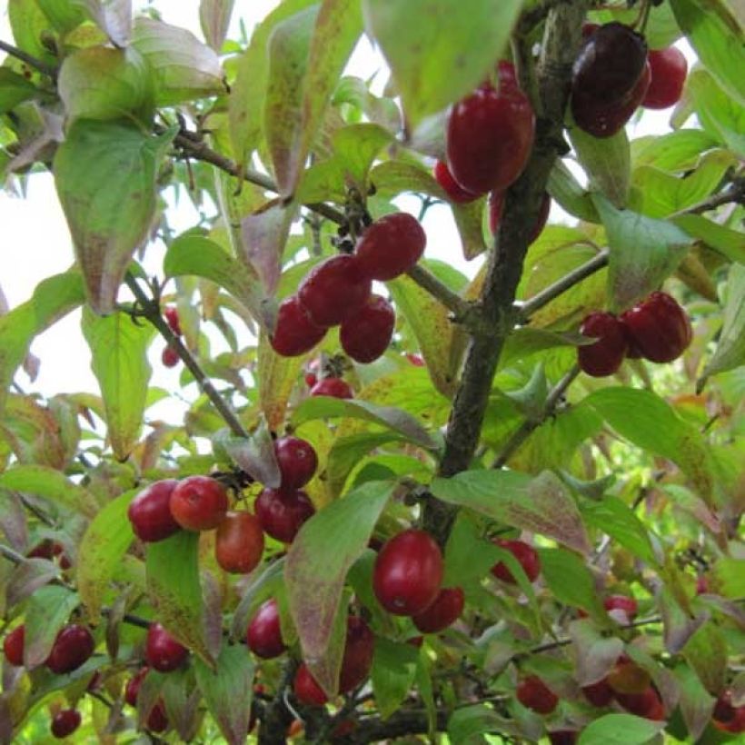 Cornus mas - Cornejo macho (Cosecha)