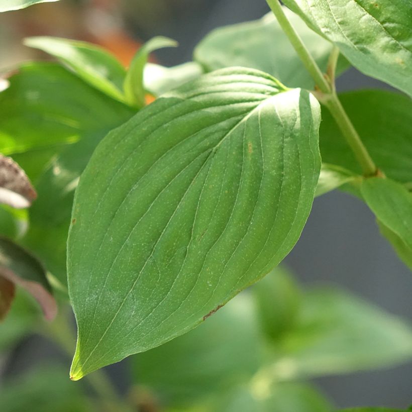 Cornejo macho Nikołka - Cornus mas (Follaje)
