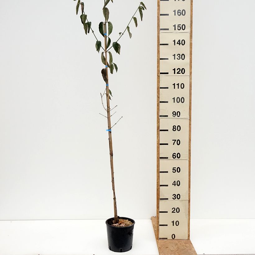 Ejemplar de Cornejo macho Nikołka - Cornus mas Maceta 4L/5L entregado en otoño