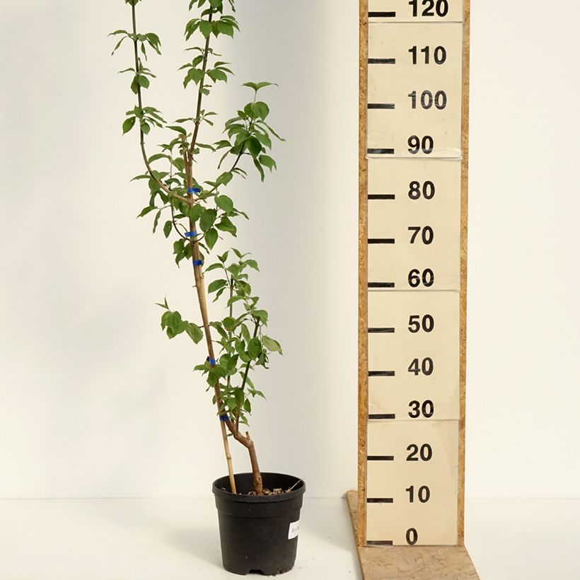 Cornejo macho Nikołka - Cornus mas Maceta 4L/5L Ejemplar entregado en la primavera