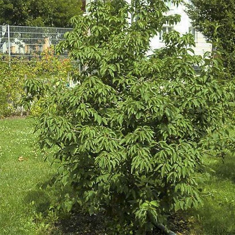 Cornejo macho Schönbrunner Gourmet Dirndl - Cornus mas (Follaje)