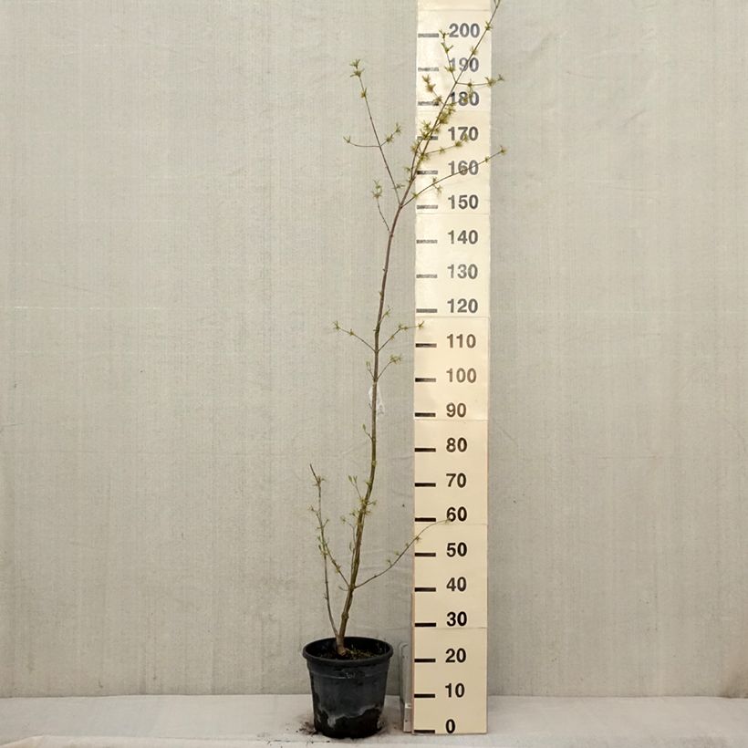 Cornejo macho Schönbrunner Gourmet Dirndl - Cornus mas Maceta 7,5L/10L Ejemplar entregado en la primavera