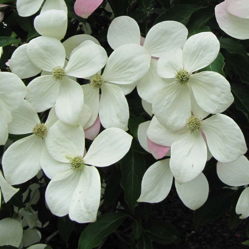 Cornus kousa Norman Hadden (Floración)