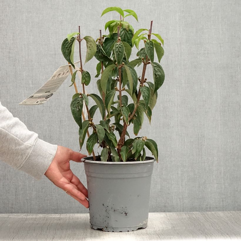 Ejemplar de Cornus officinalis - Cornejo officinalis Maceta 4L/5L entregado en verano