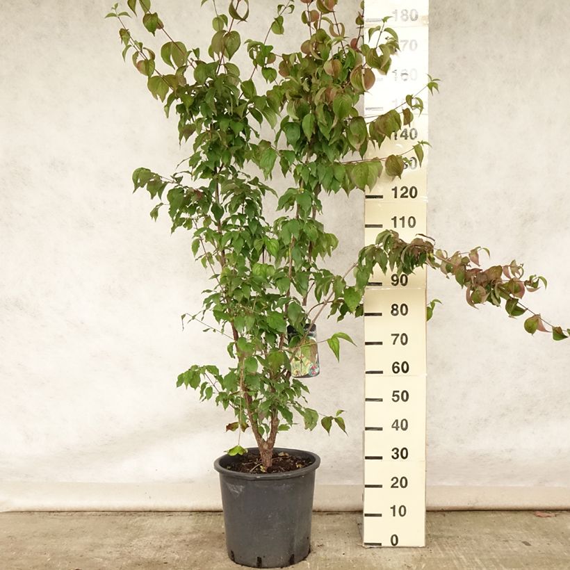 Ejemplar de Cornus officinalis Robin's Pride - Cornejo officinalis Maceta 20L/25L entregado en verano