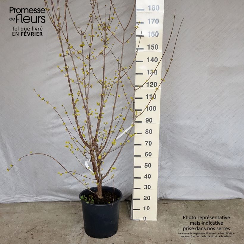 Cornus officinalis Robin's Pride - Cornejo officinalis Maceta 20L/25L Ejemplar entregado en invierno