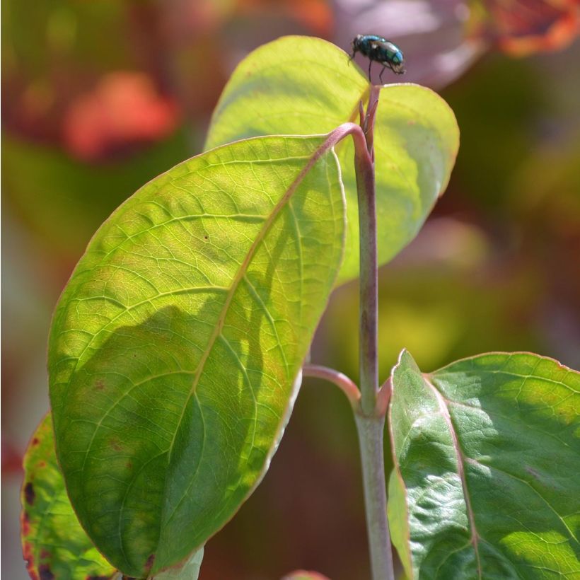 Cornus florida Rubra (Follaje)