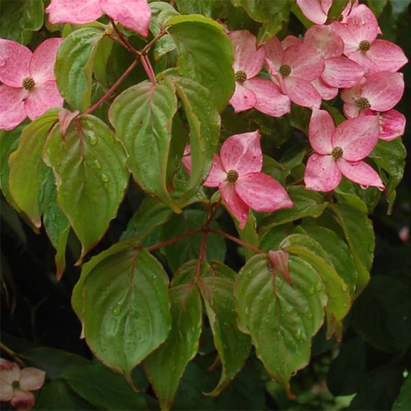 Cornus kousa Satomi (Follaje)