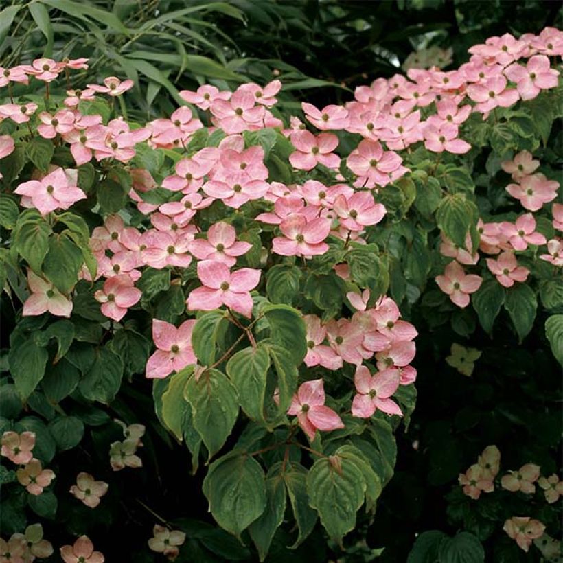 Cornus kousa Satomi (Floración)