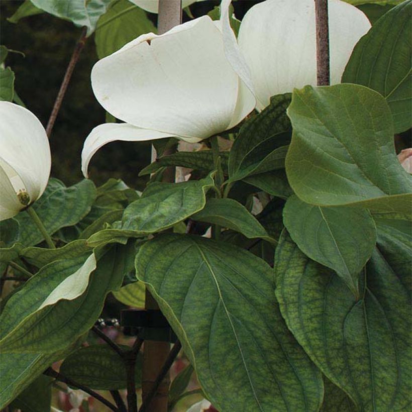 Cornus Venus (Follaje)