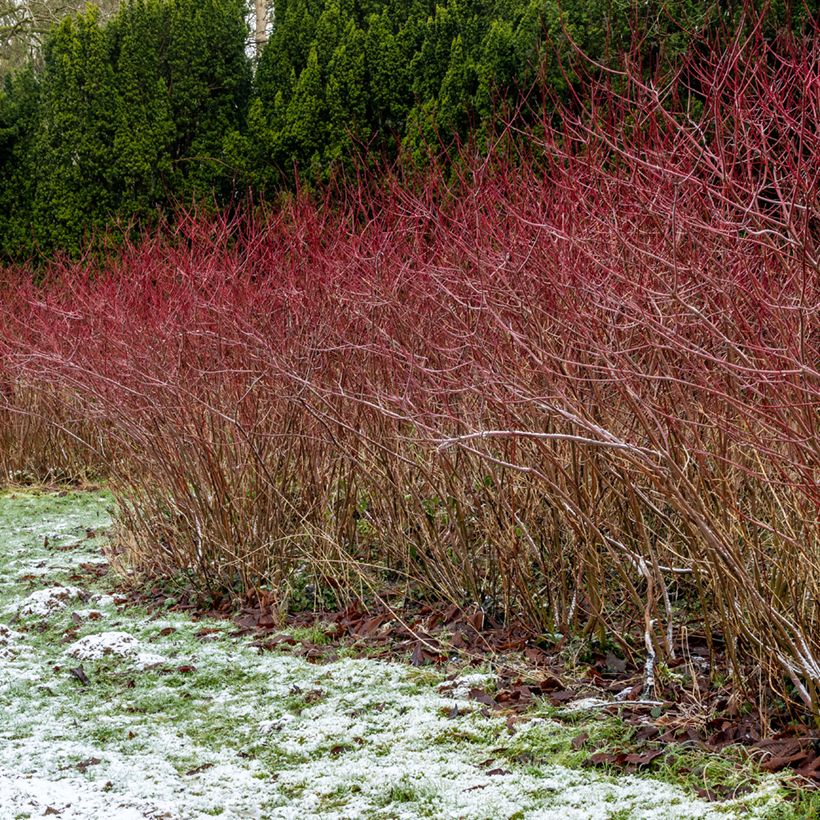Cornus sanguinea - Cornejo rojo (Porte)