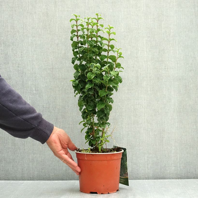 Ejemplar de Cornus sanguinea Compressa - Cornejo rojo Maceta 3L/4L entregado en verano