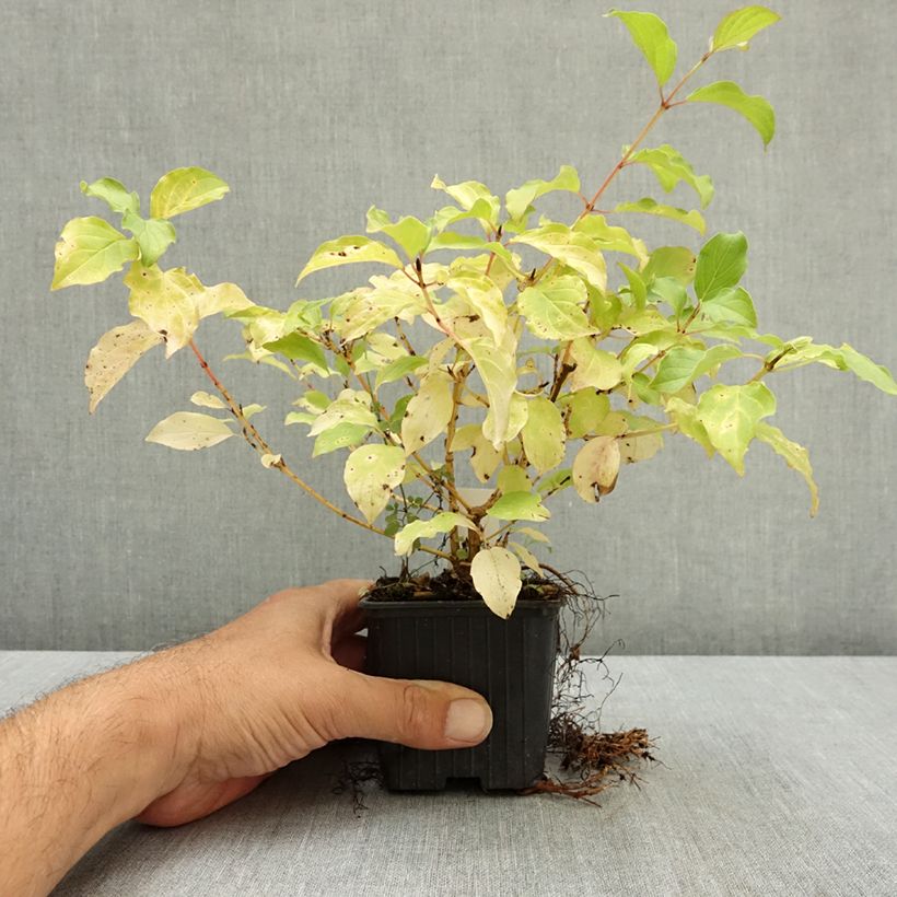 Ejemplar de Cornus sanguinea Mid Winter Fire - Cornejo rojo Maceta de 8/9 cm entregado en verano