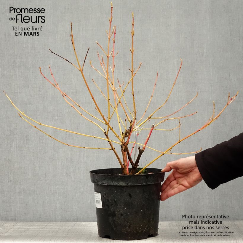 Cornus sanguinea Winter Beauty - Cornejo rojo Maceta 7,5L/10L Ejemplar entregado en la primavera