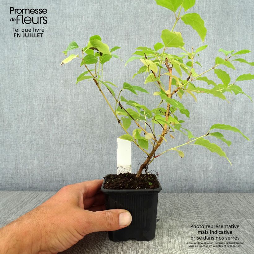 Ejemplar de Cornus sanguinea Winter Beauty - Cornejo rojo Maceta de 8/9 cm entregado en verano