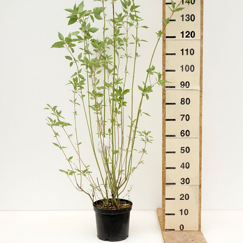 Cornus sericea Cardinal - Cornejo colorado de arroy Maceta 7,5L/10L Ejemplar entregado en la primavera