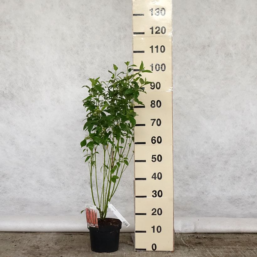 Cornus sericea Cardinal - Cornejo colorado de arroy Maceta 2L/3L Ejemplar entregado en la primavera