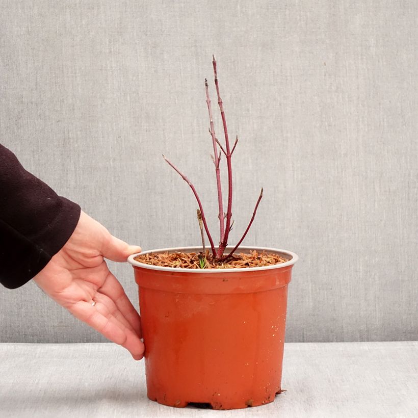 Cornus sericea Farba - Cornejo colorado de arroy Maceta 3L/4L Ejemplar entregado en invierno