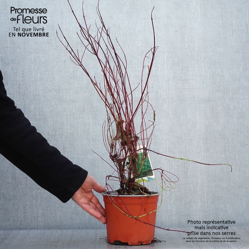 Ejemplar de Cornus sericea Kelseyi - Cornejo colorado de arroy Maceta 3L/4L entregado en otoño