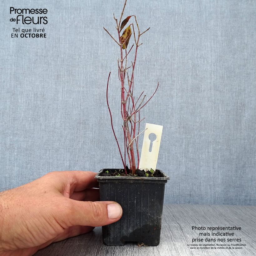 Ejemplar de Cornus sericea Kelseyi - Cornejo colorado de arroy Maceta de 8/9 cm entregado en otoño