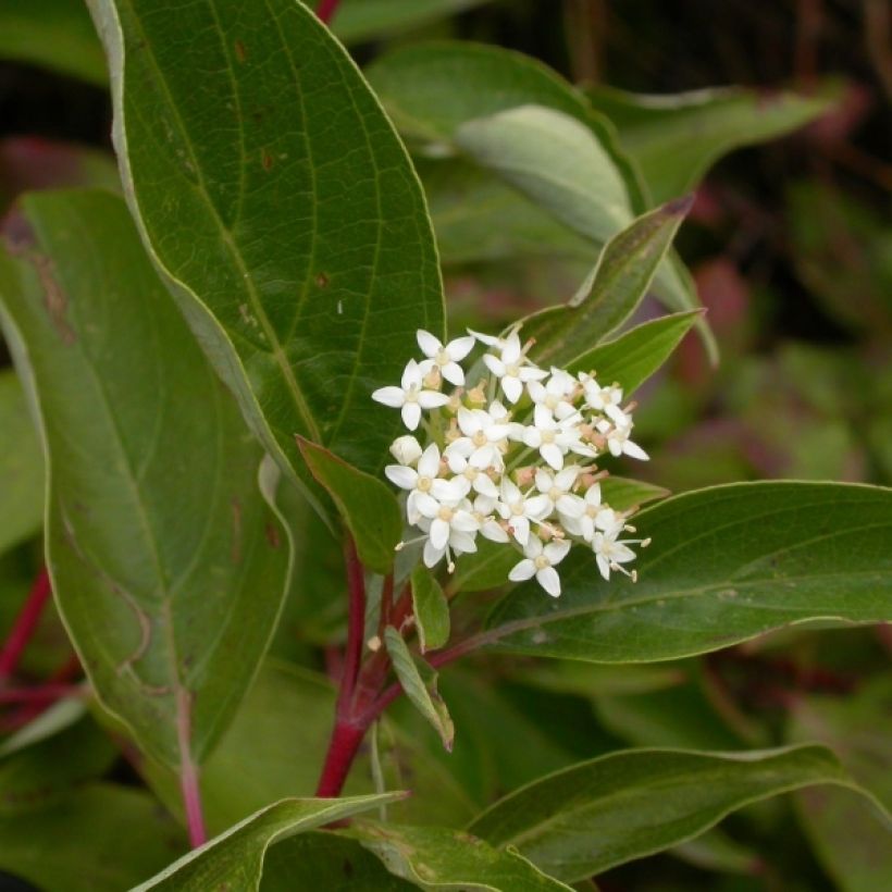 Cornus sericea Kelseyi - Cornejo colorado de arroy (Floración)