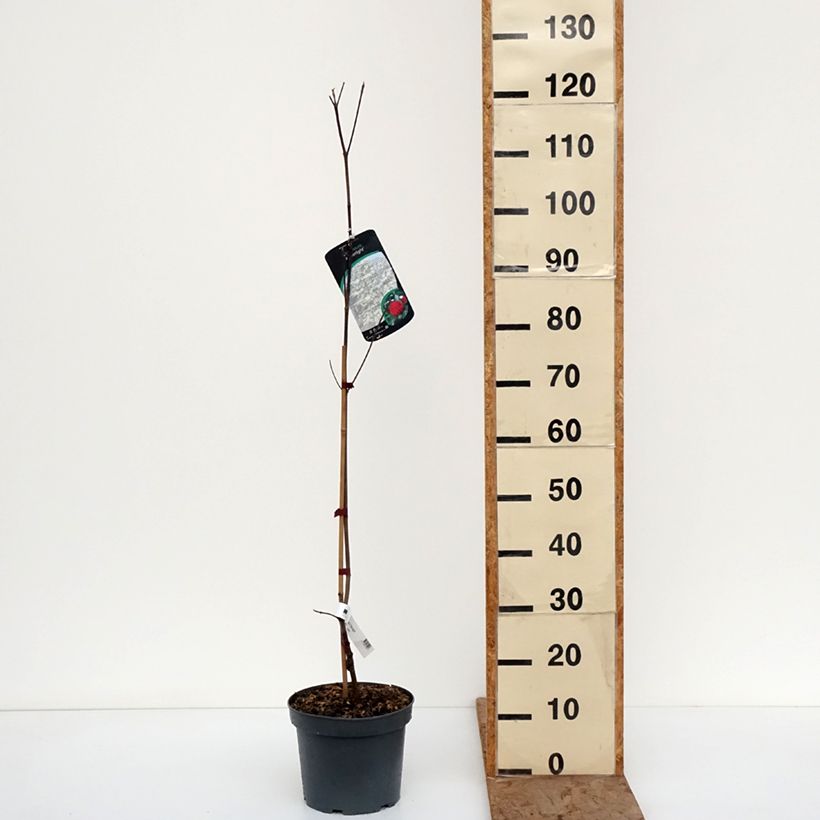 Cornus Starlight - Cornejo japonés Maceta 3L/4L Ejemplar entregado en invierno