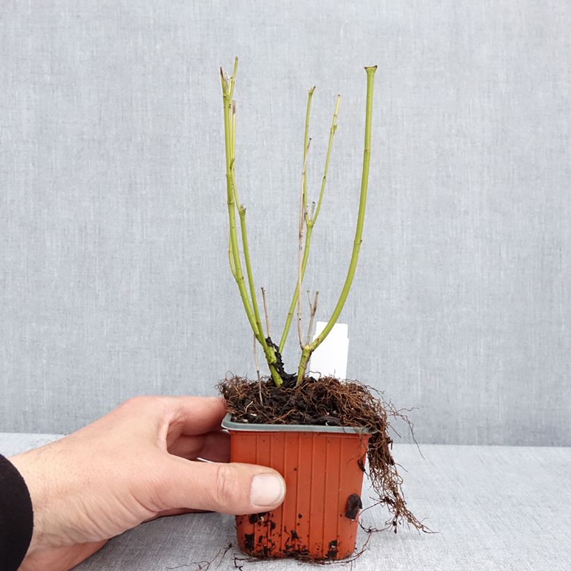 Cornus sericea Flaviramea - Cornejo colorado de arroy Maceta de 8/9 cm Ejemplar entregado en la primavera