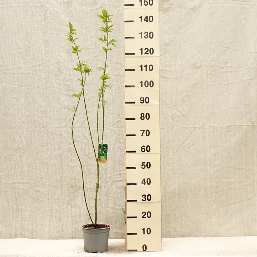 Cornus sericea Flaviramea - Cornejo colorado de arroy Maceta 3L/4L Ejemplar entregado en la primavera