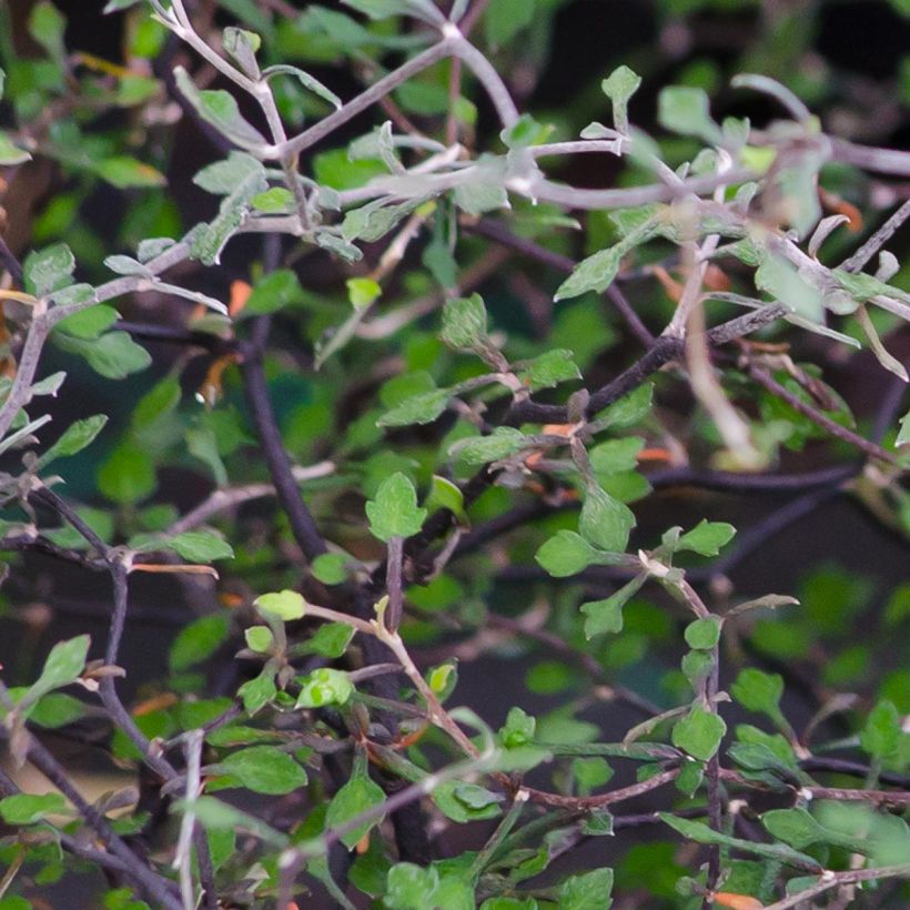 Corokia cotoneaster (Follaje)