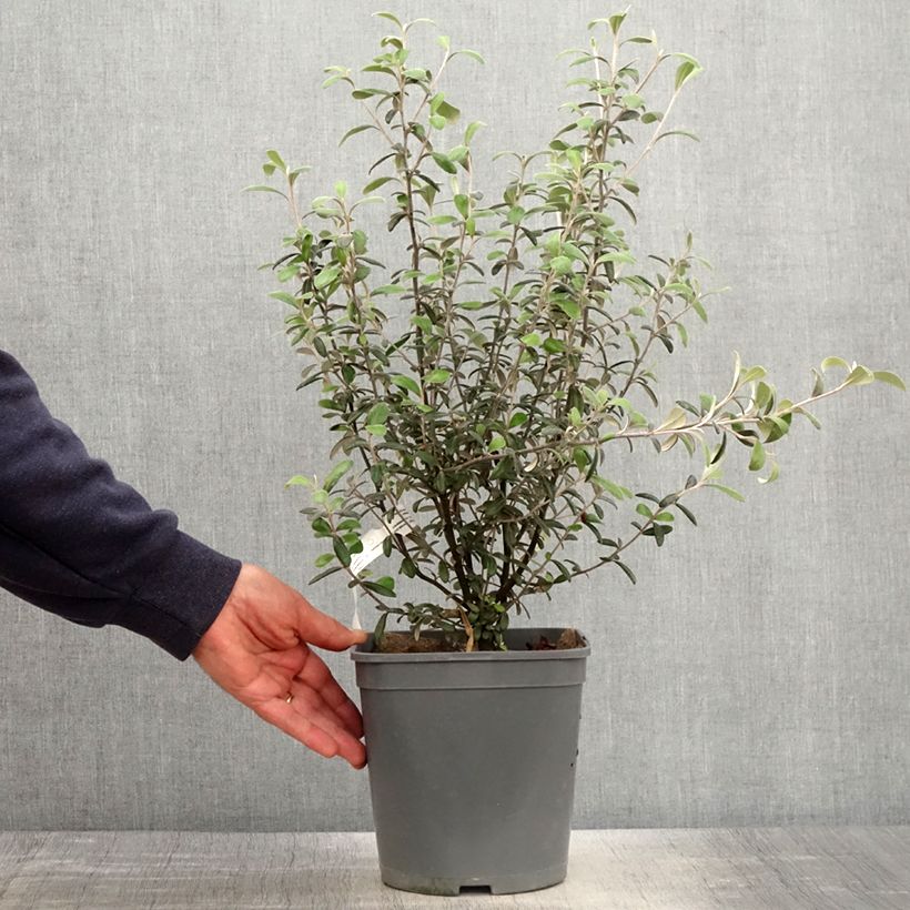 Corokia virgata Frosted chocolate Maceta 4L/5L Ejemplar entregado en la primavera