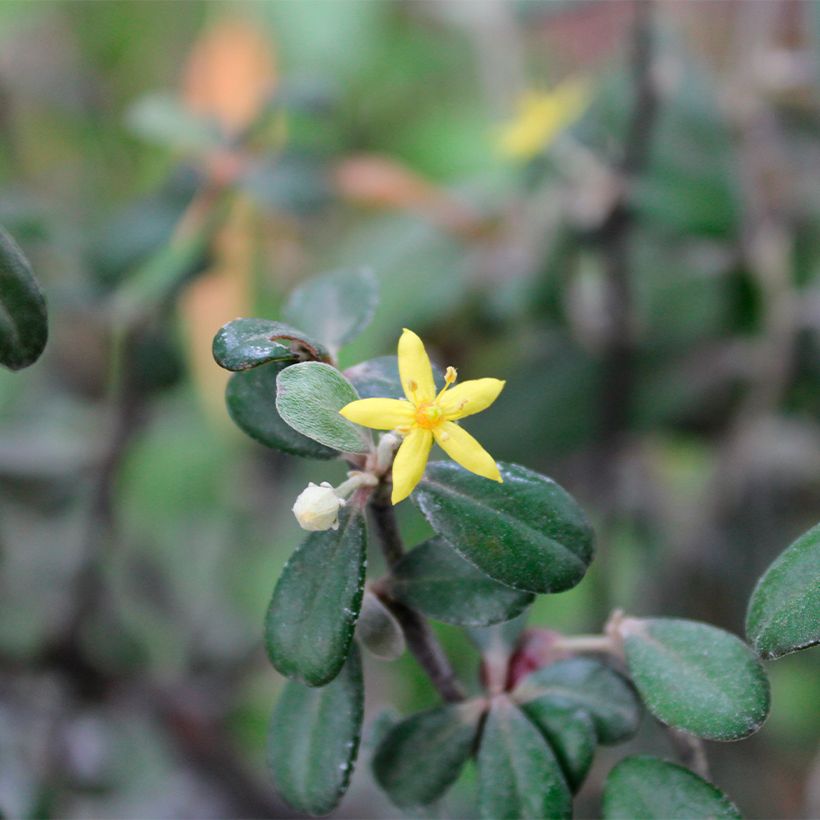 Corokia virgata Frosted chocolate (Floración)