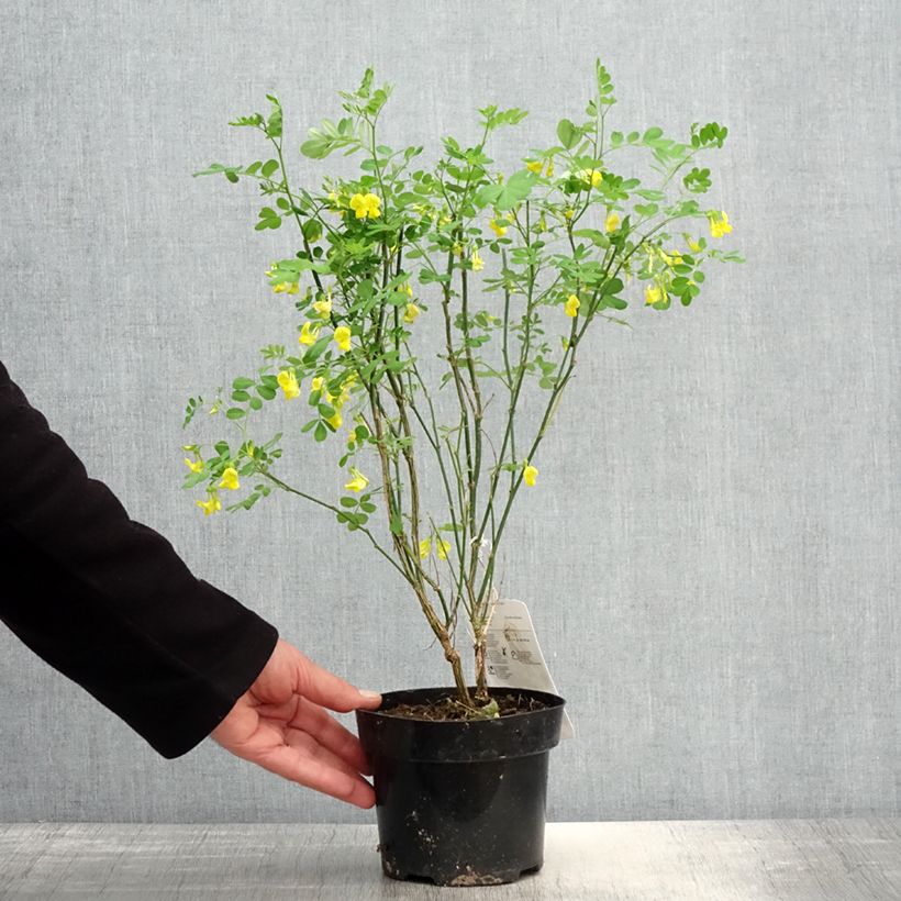 Hippocrepis emerus - Zapatitos de la Virgen Maceta 1L/1,5L Ejemplar entregado en la primavera