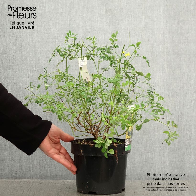 Coronilla valentina subsp. glauca Citrina Maceta 3L/4L Ejemplar entregado en invierno