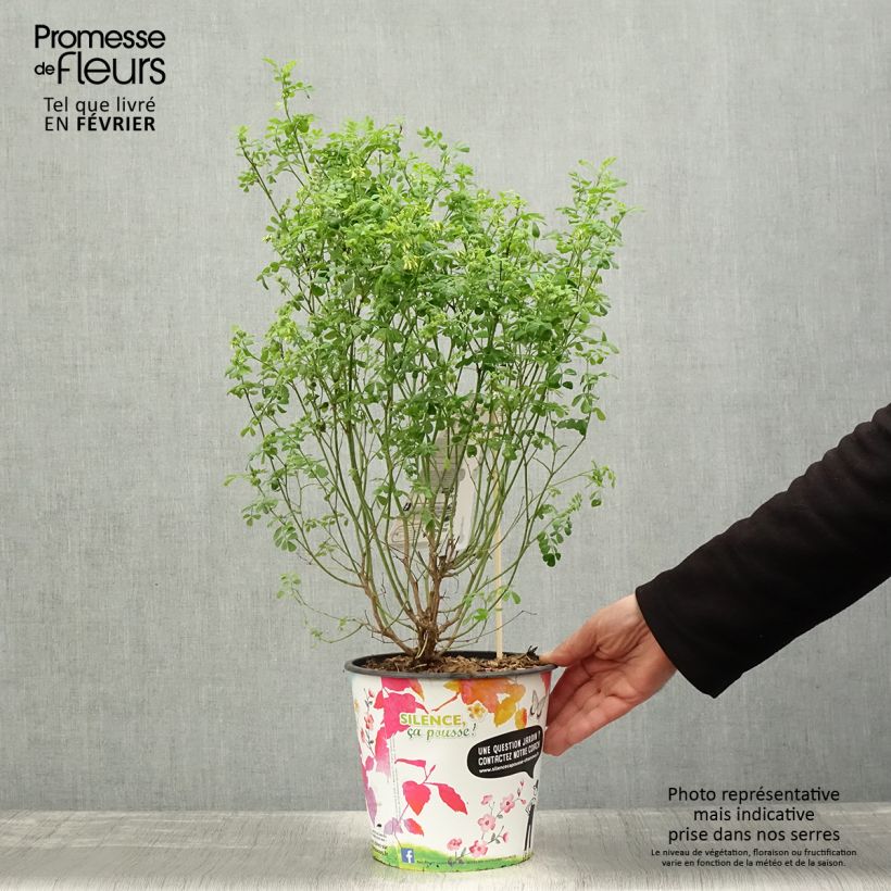 Coronilla valentina subsp. glauca Sélection Maceta 4L/5L Ejemplar entregado en invierno