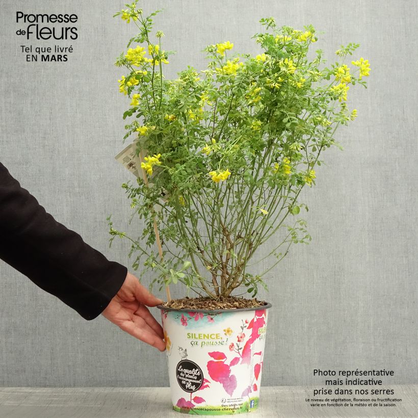 Coronilla valentina subsp. glauca Sélection Maceta 4L/5L Ejemplar entregado en la primavera