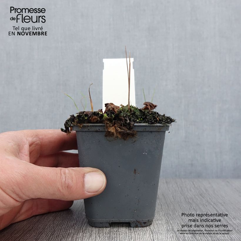 Ejemplar de Cortusa matthioli subsp. pekinensis Maceta de 8/9 cm entregado en otoño