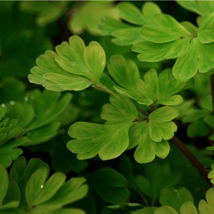 Corydalis flexuosa (Follaje)