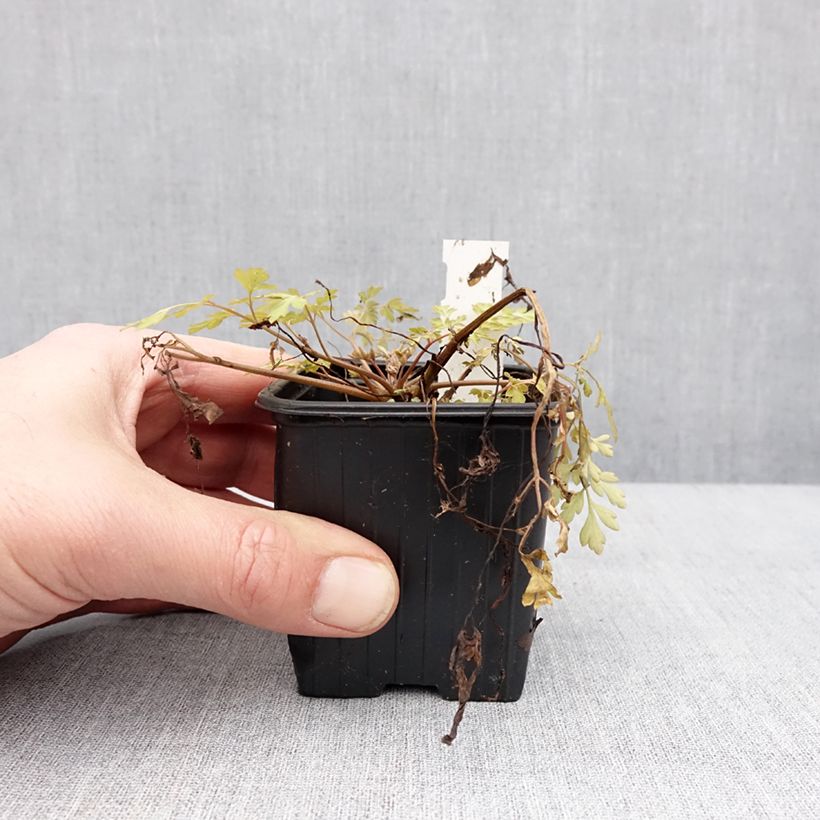 Corydalis Berry Exciting Maceta de 8/9 cm Ejemplar entregado en invierno