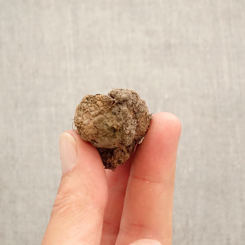 Corydalis solida Bird of Paradise Bulbo calibre I Ejemplar entregado en la primavera