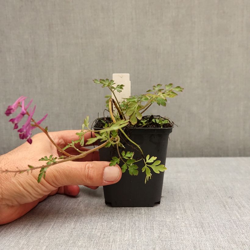 Ejemplar de Corydalis Blackberry Wine Maceta de 8/9 cm entregado en otoño