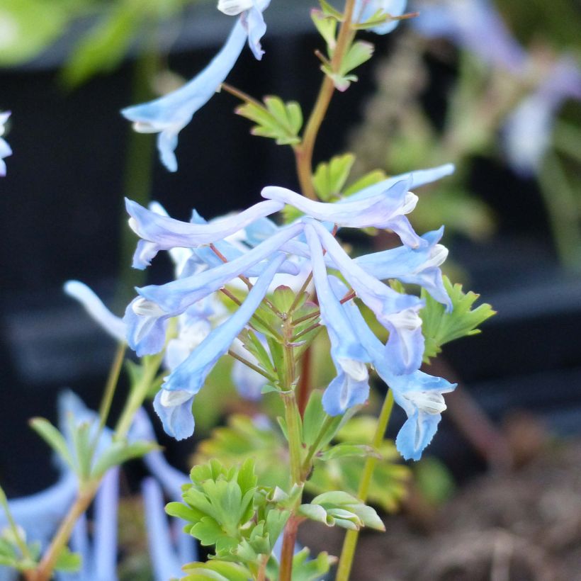 Corydalis flexuosa elata Craigton Blue (Floración)