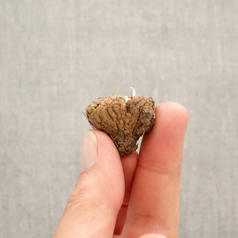 Corydalis solida Firebird Bulbo calibre I Ejemplar entregado en la primavera