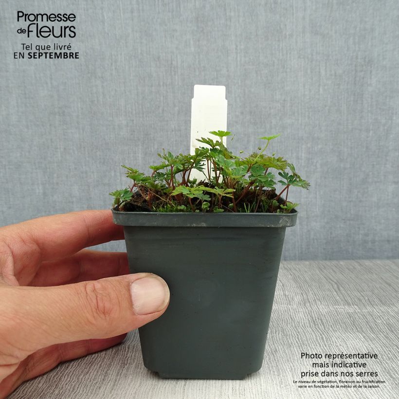 Ejemplar de Corydalis flexuosa Purple Leaf Maceta de 8/9 cm entregado en verano