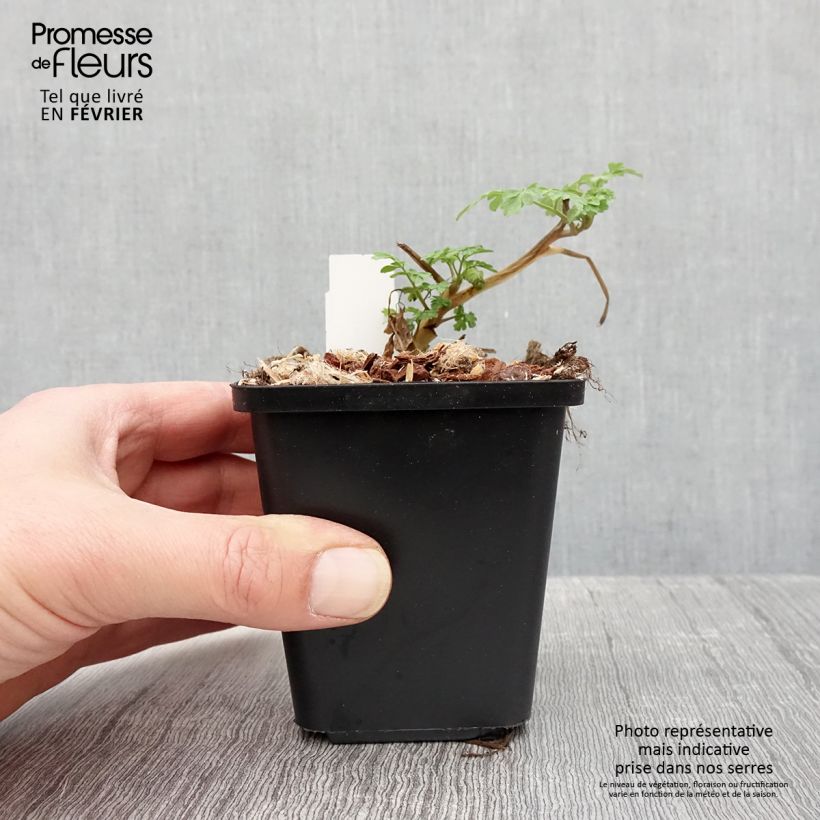 Corydalis lutea Maceta de 8/9 cm Ejemplar entregado en invierno