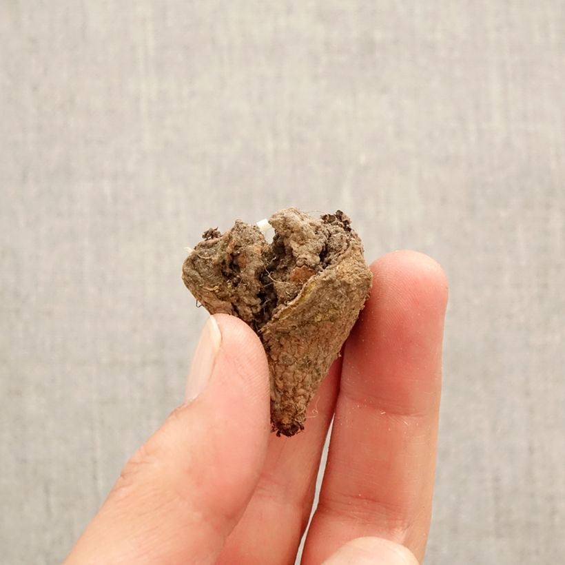 Corydalis pumila Bulbo calibre I Ejemplar entregado en la primavera