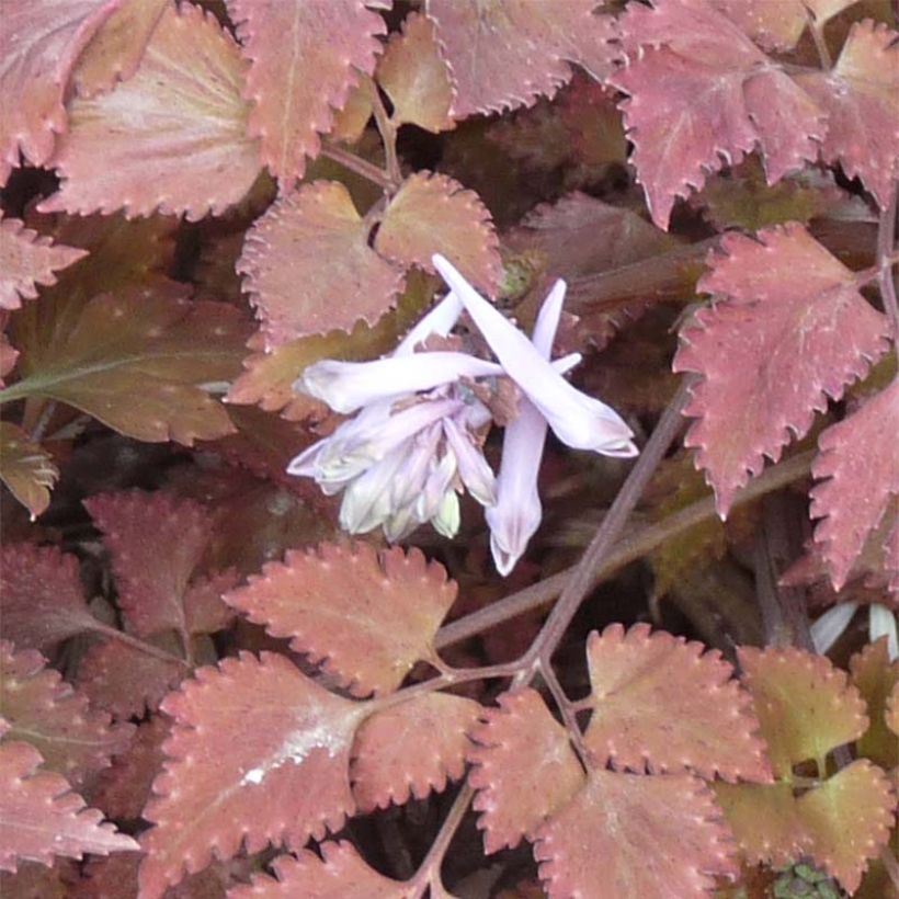 Corydalis quantmeyeriana Chocolate Stars (Floración)
