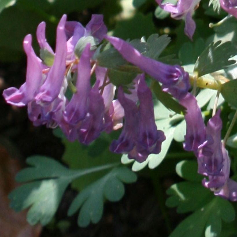 Corydalis solida - Violeta bulbosa (Floración)