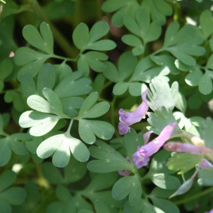 Corydalis solida - Violeta bulbosa (Follaje)